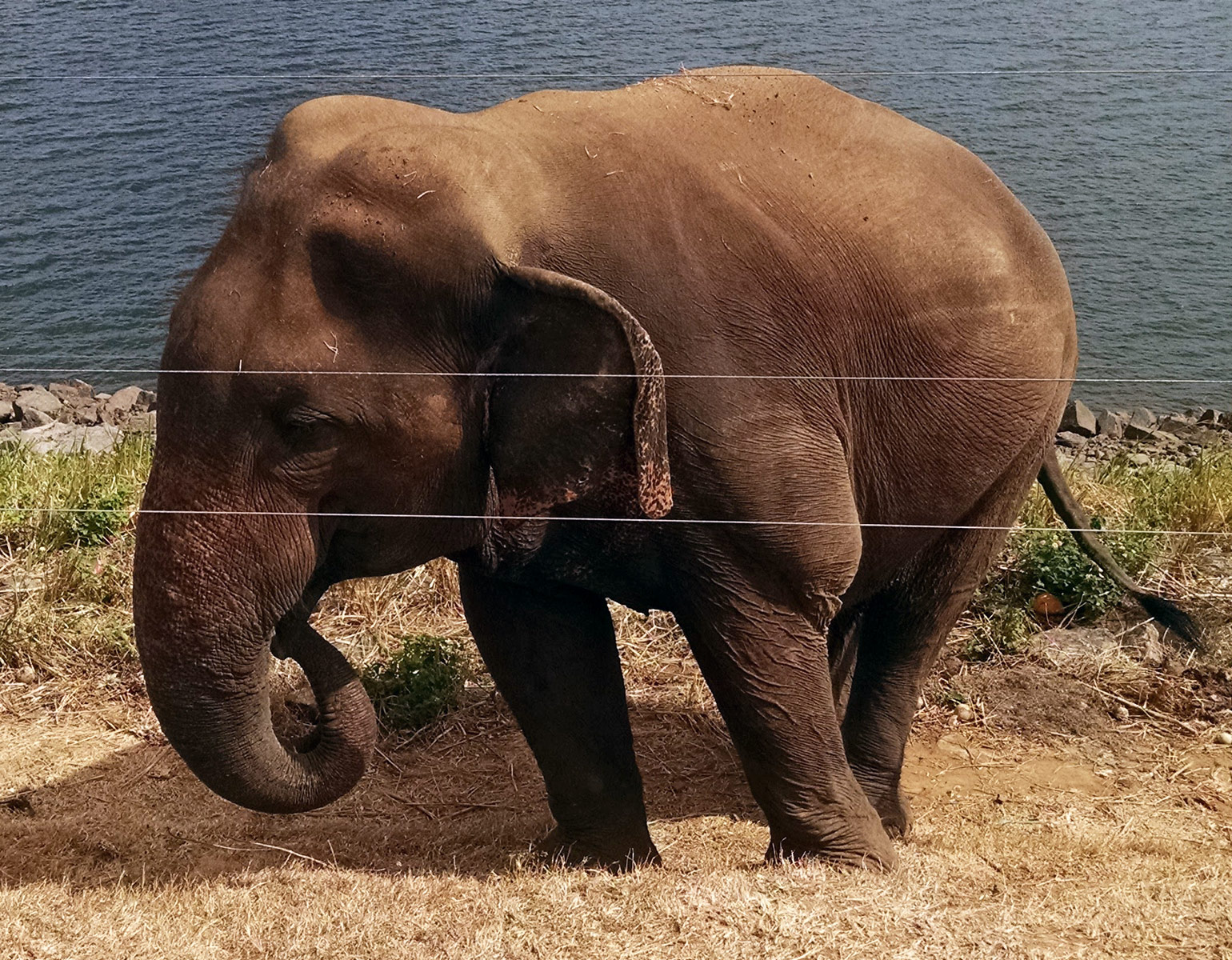 Elephant, Udawalawe