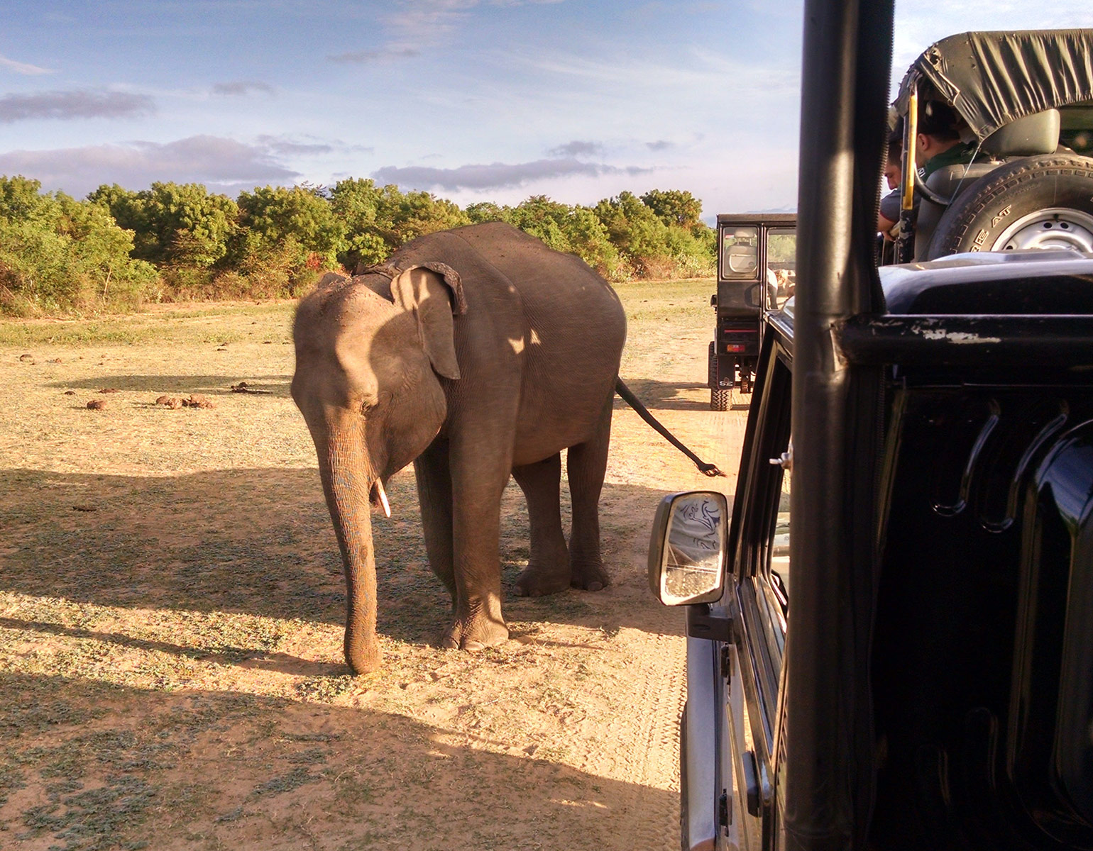 Elephant