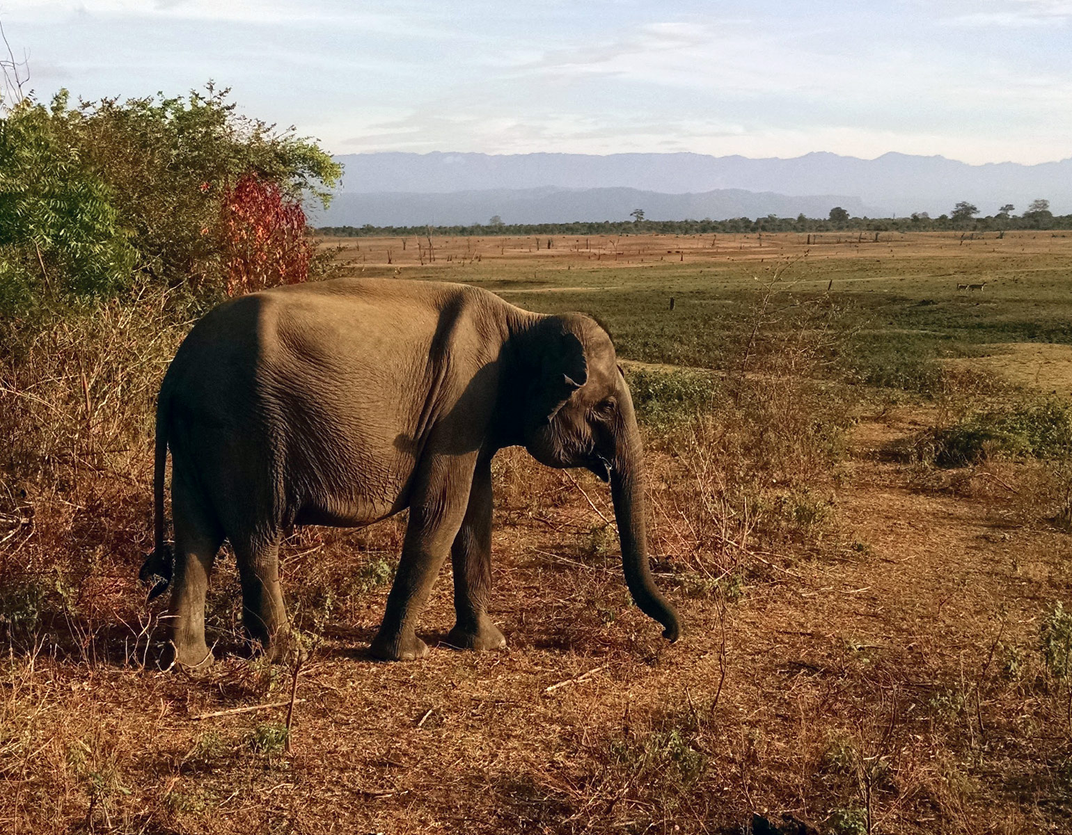 Elephant, Udawalawe