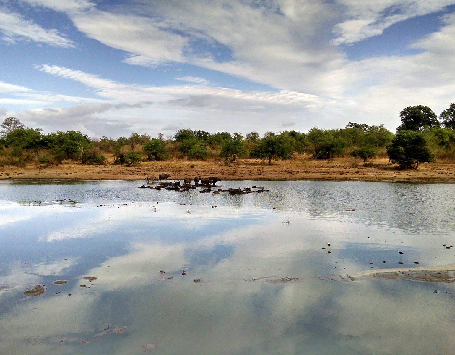 Water buffalo, Udawalawe