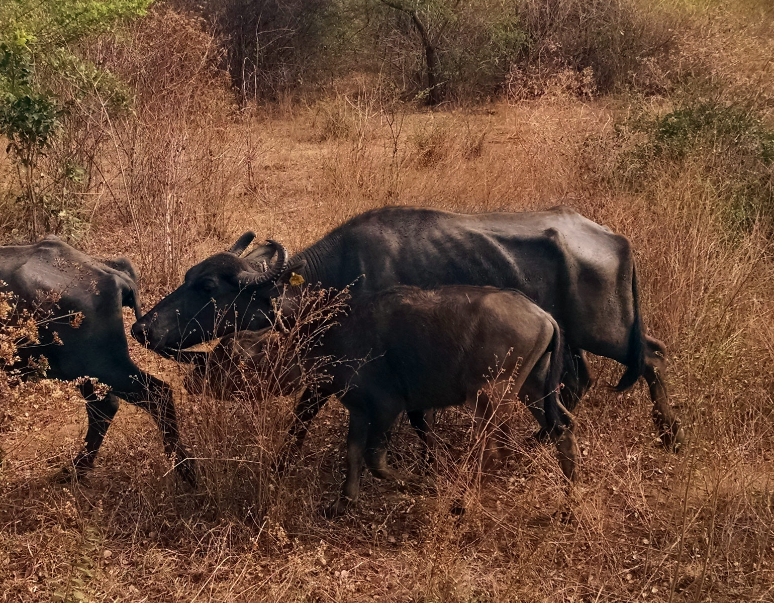 Water buffalo