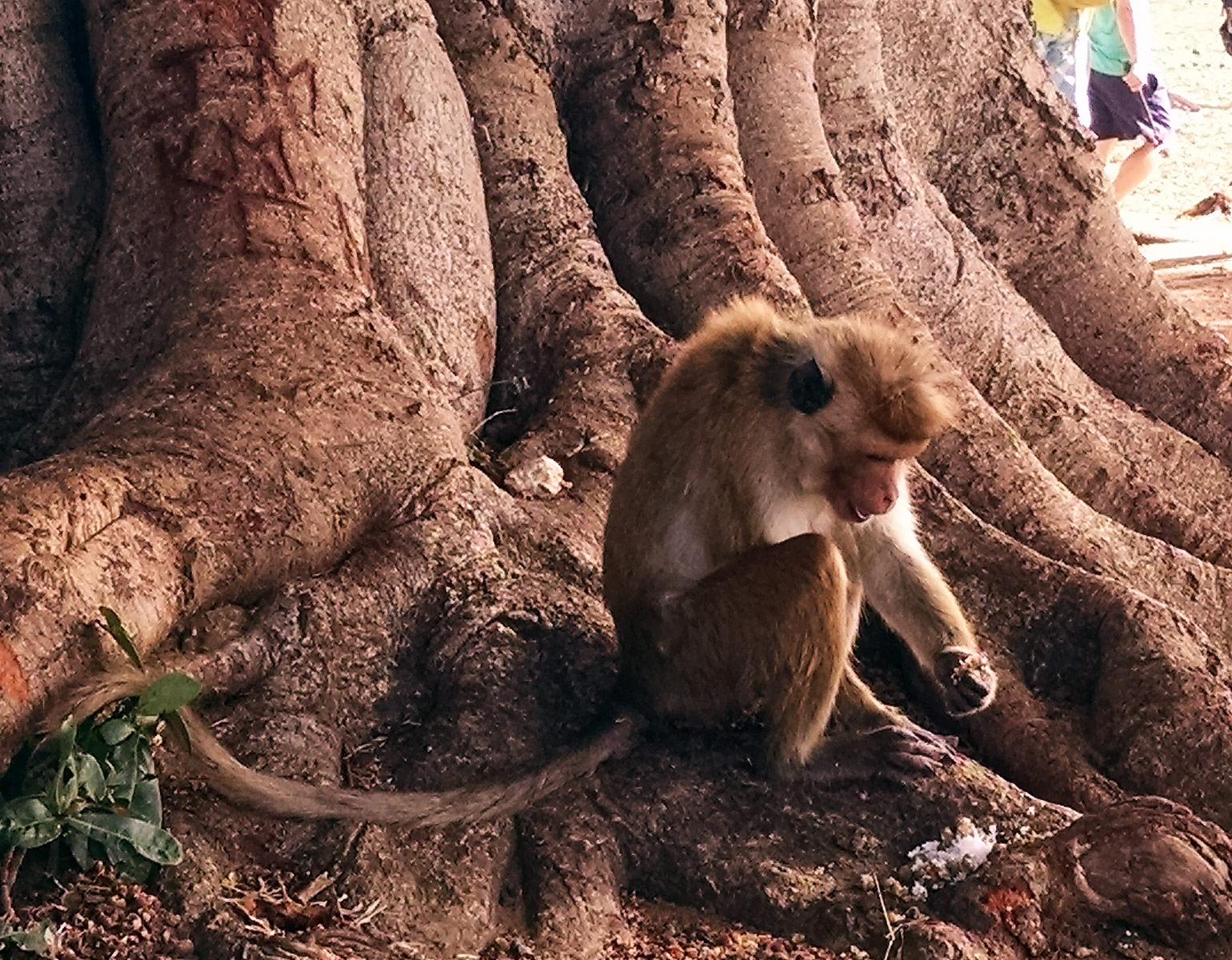 Monkey, Udawalawe