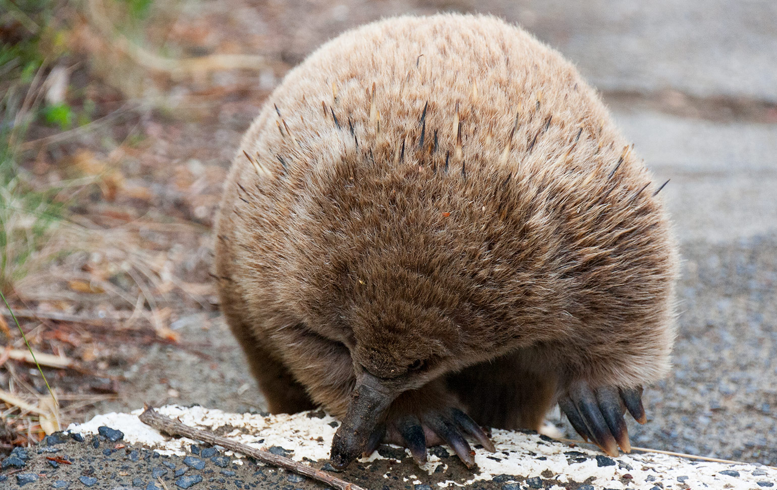 Echidna at Bruny Island Lighthouse