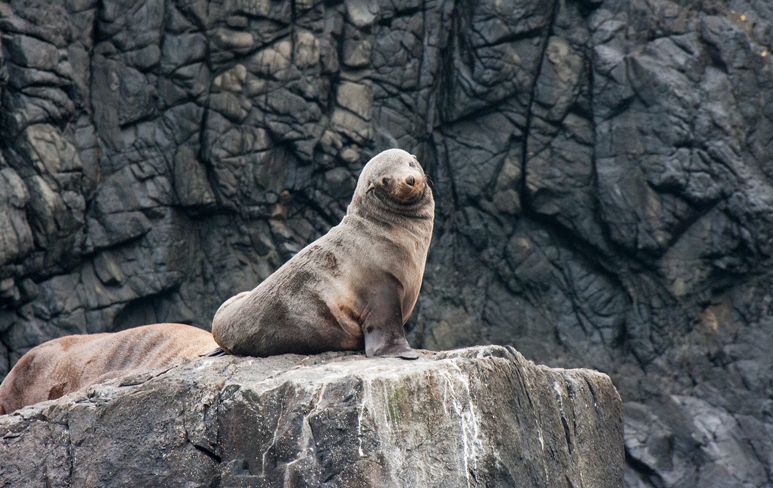Pennicott Wilderness Tours, Bruny Island