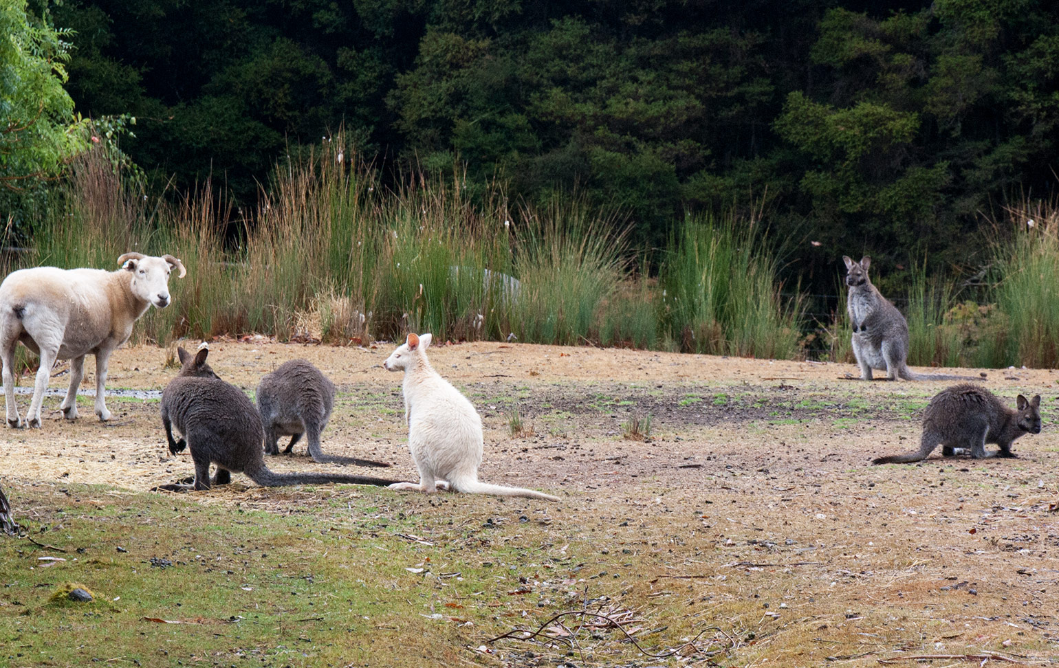 White wallaby on Bruny Island