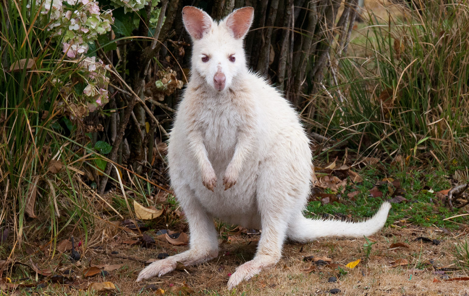 White wallaby on Bruny Island
