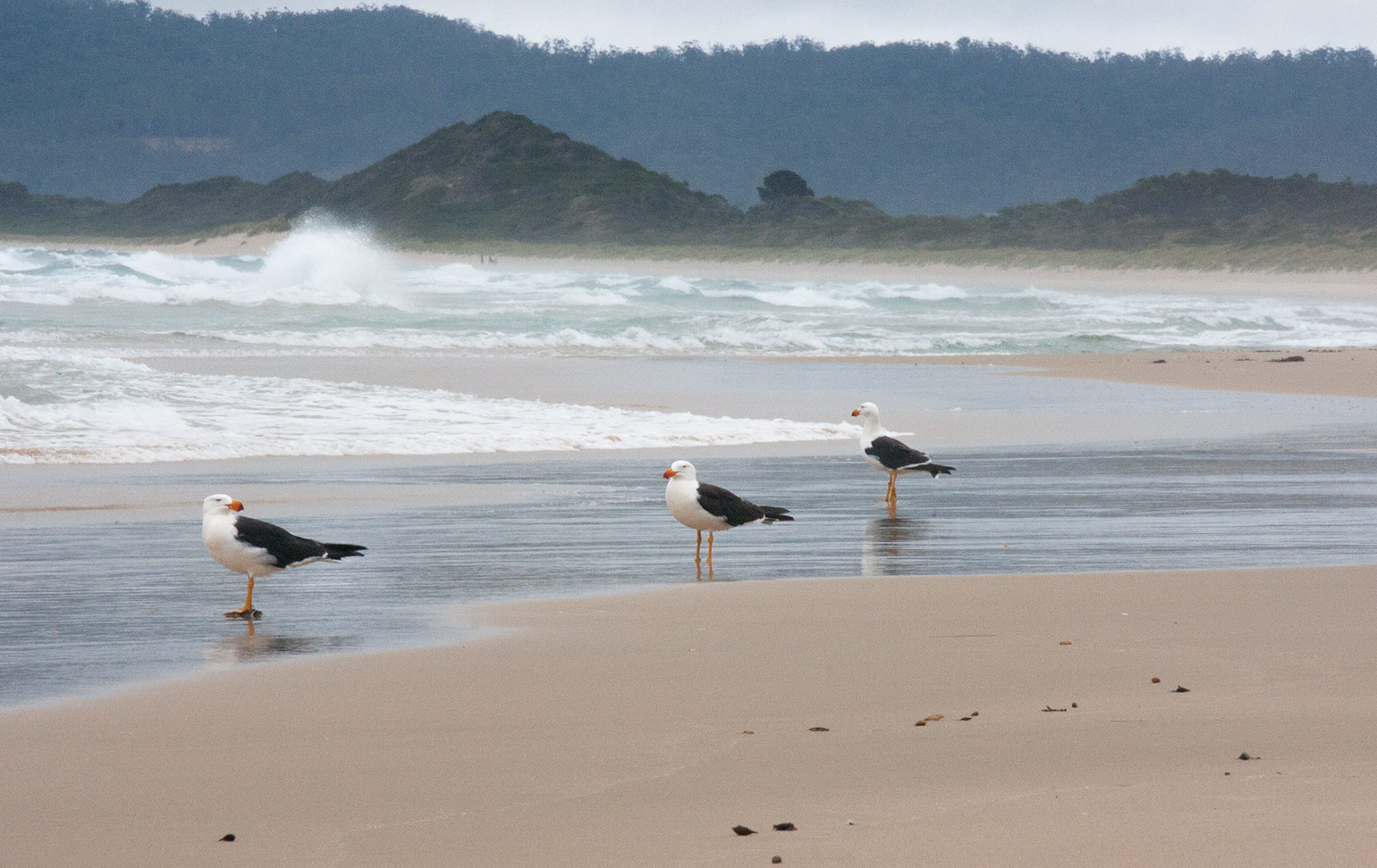 Bruny Island beach