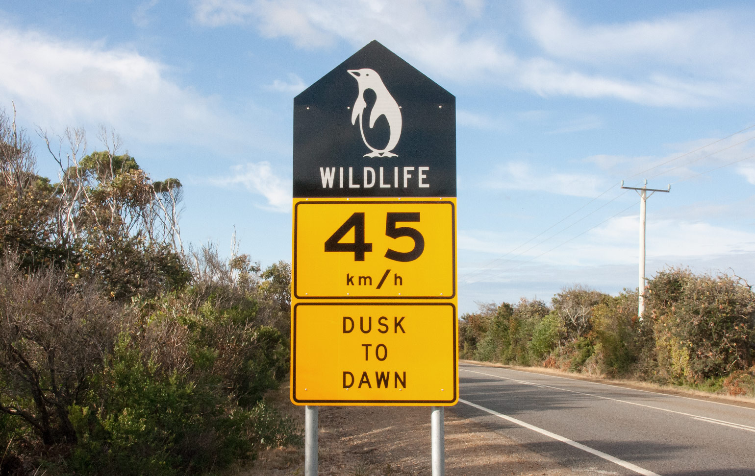 Bruny Island penguins