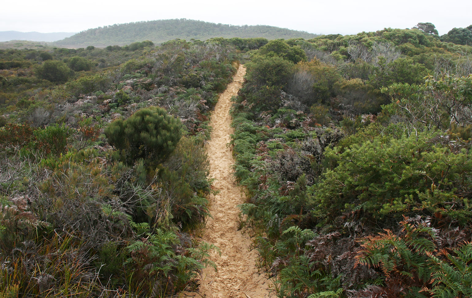 Cape Queen Elizabeth Track, Bruny Island