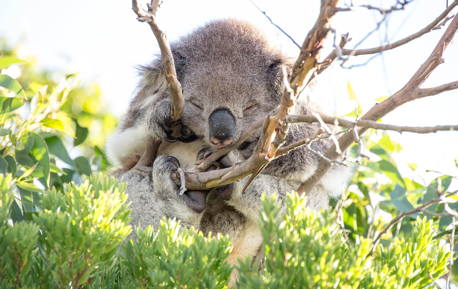 Koala