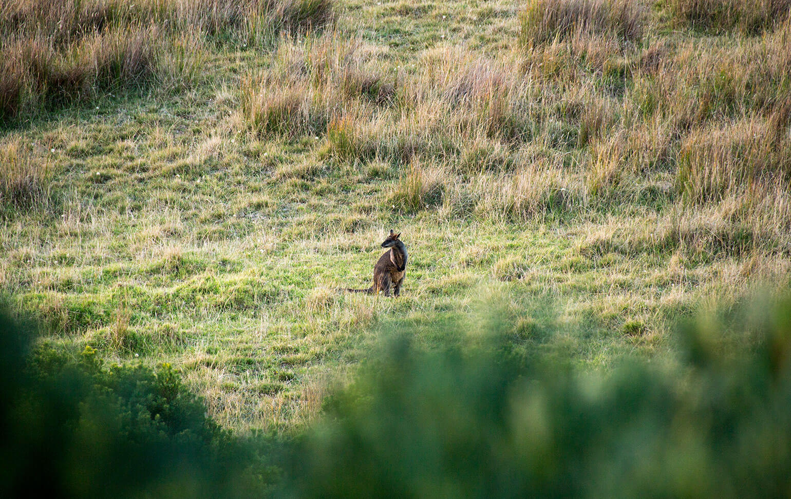 Swamp Wallaby