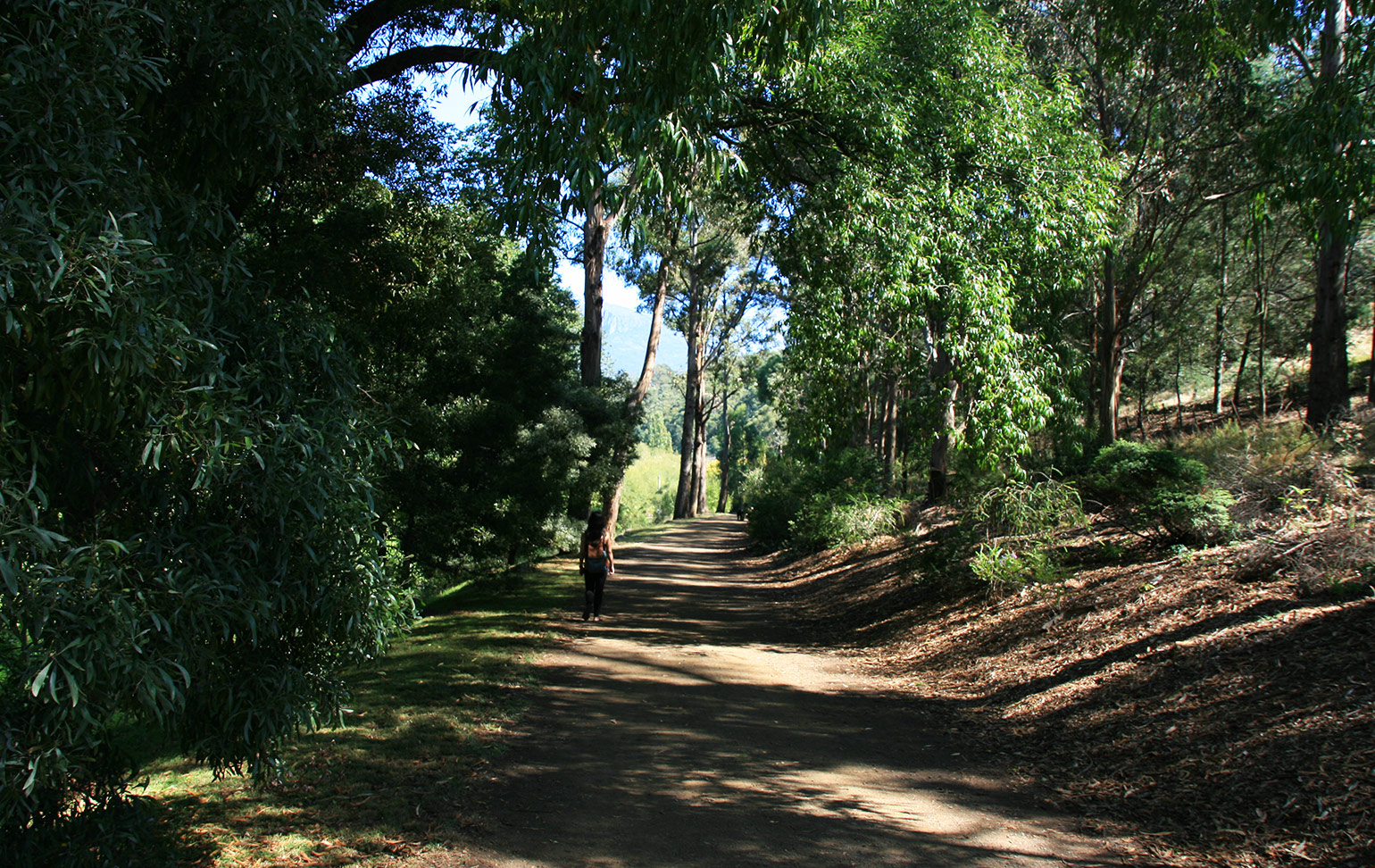 Hobart Rivulet Track