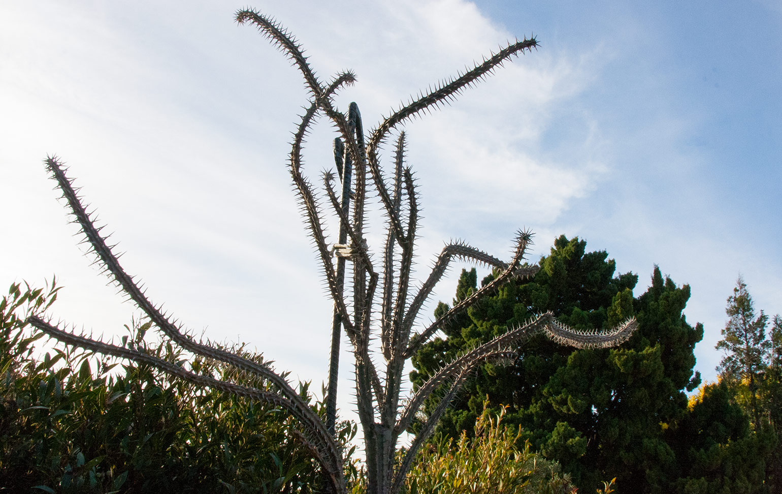 A cactus at Hobart Botanical Gardens