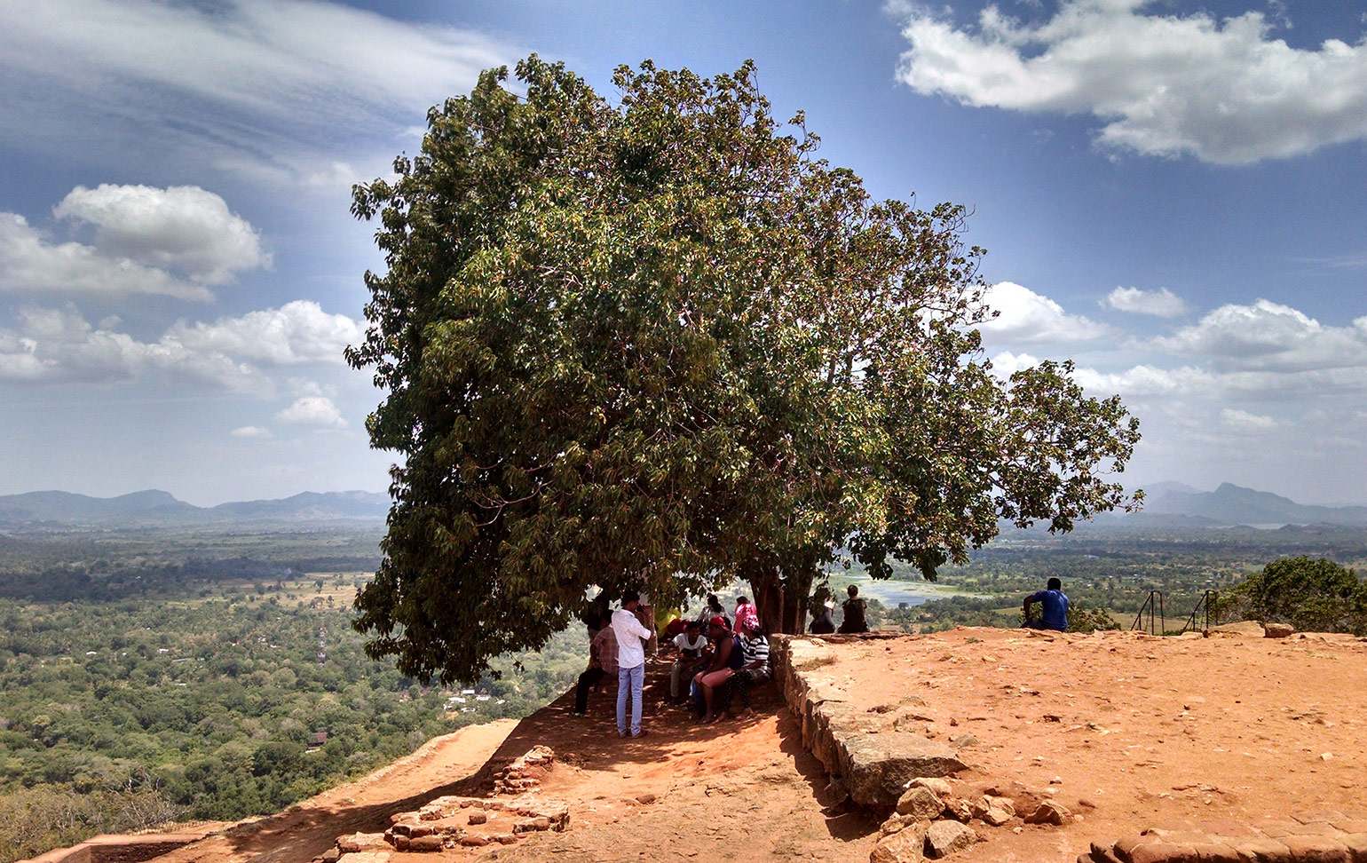 Tree on top of Sigiriya