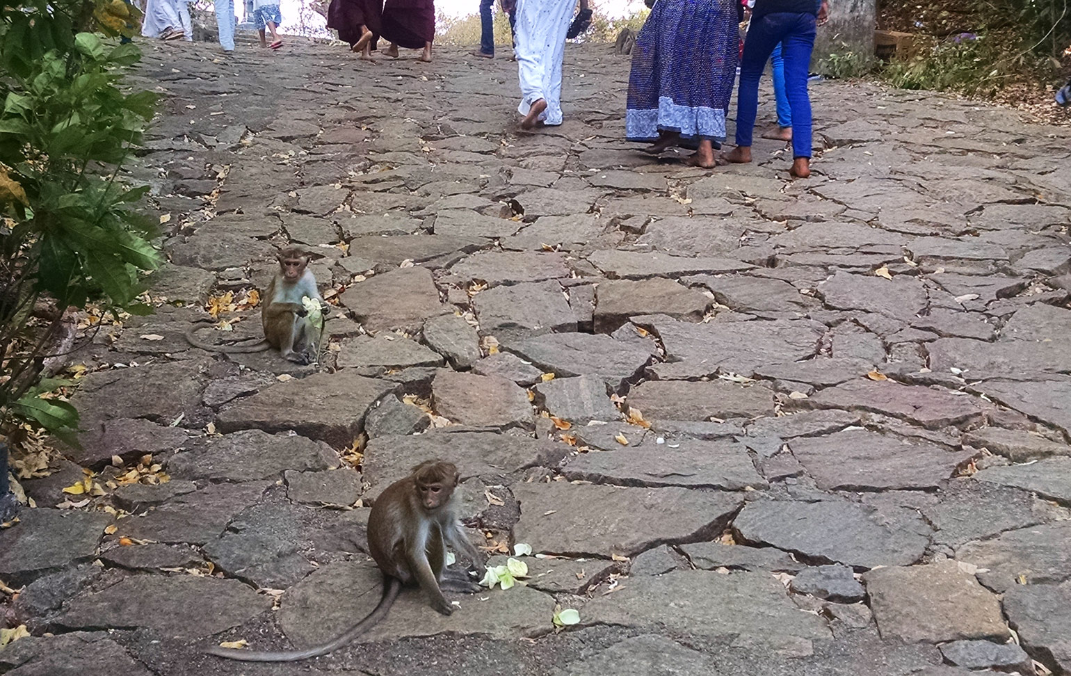 Monkeys in Dambulla