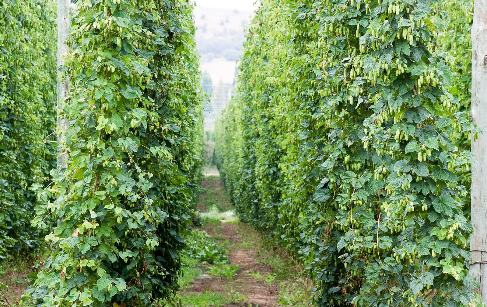 Hop plants at the side of the road