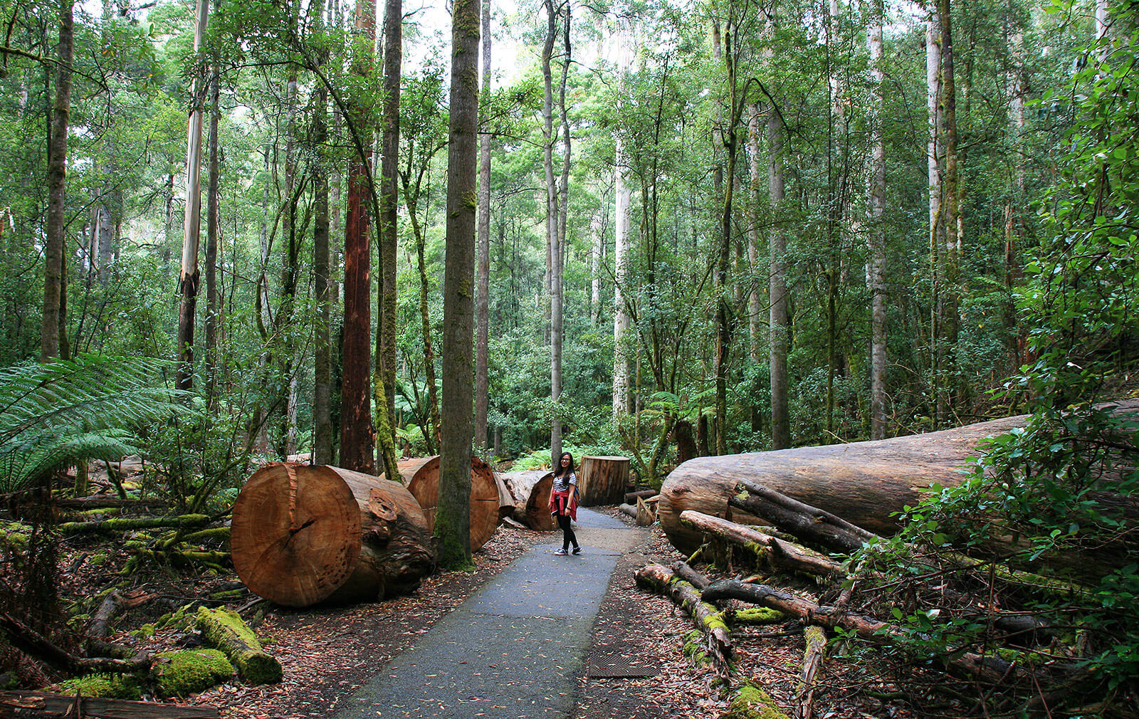Mount Field National Park