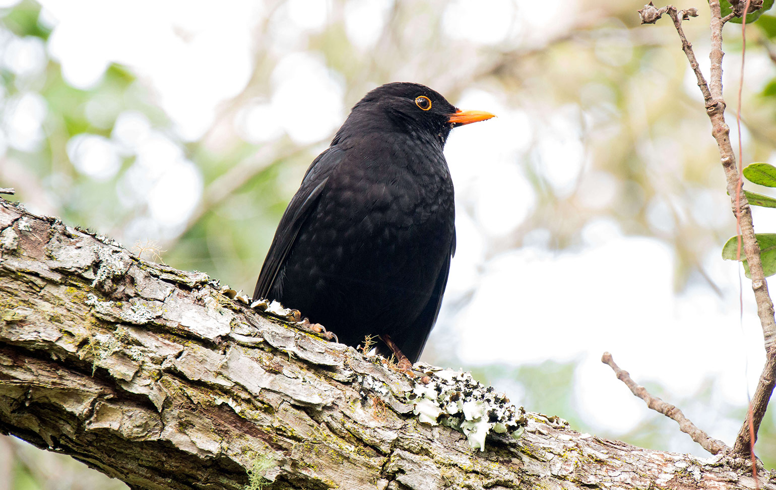 Rangitoto bird