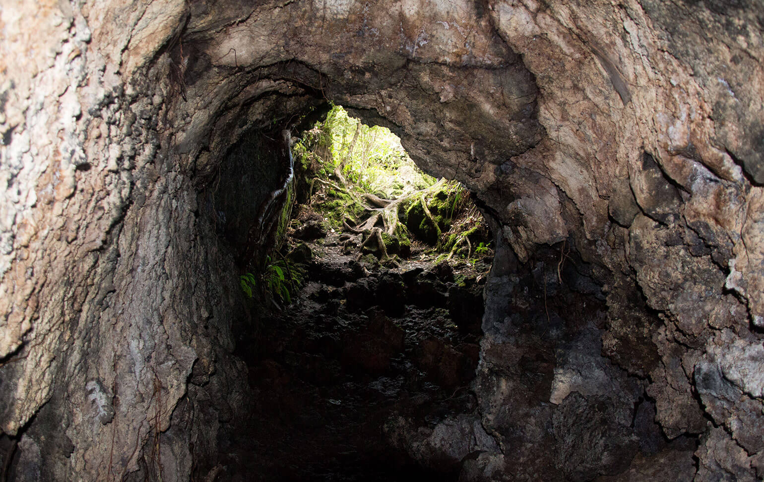 Rangitoto Lava Caves