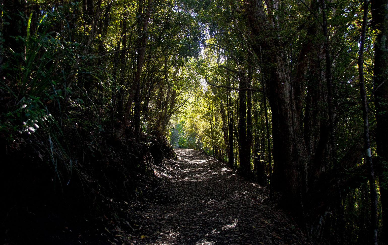Rangitoto path