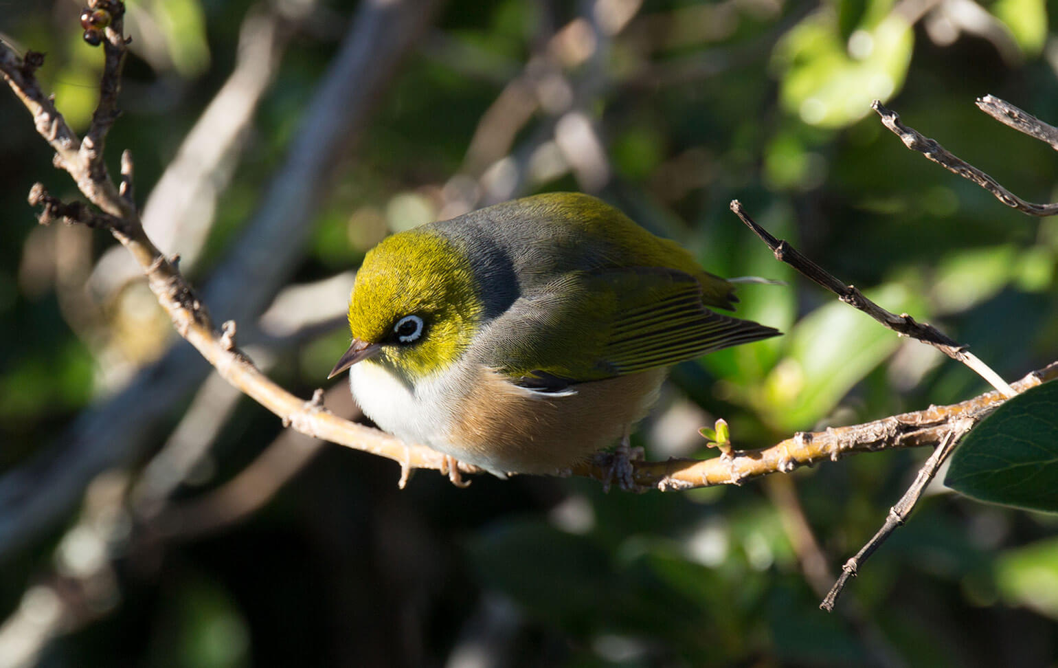 Rangitoto bird
