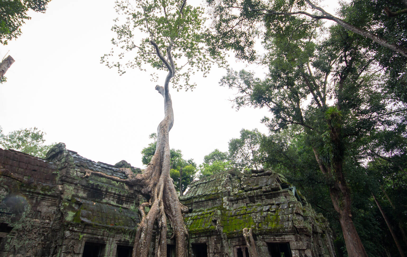 Ta Prohm