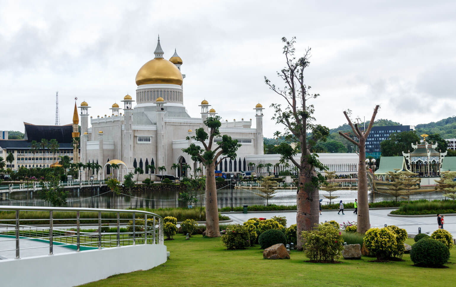 Baobab trees in Brunei
