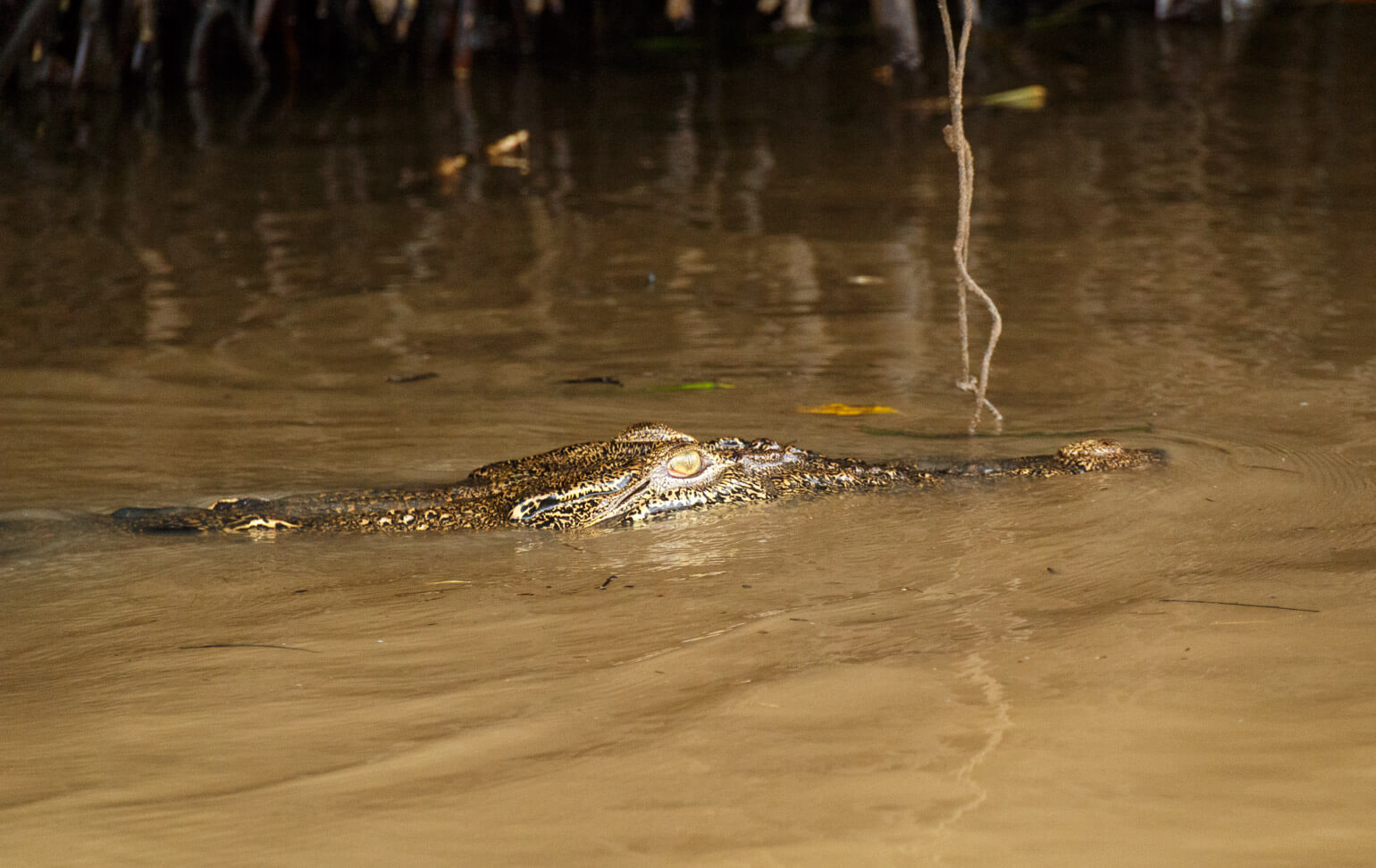 Brunei River safari