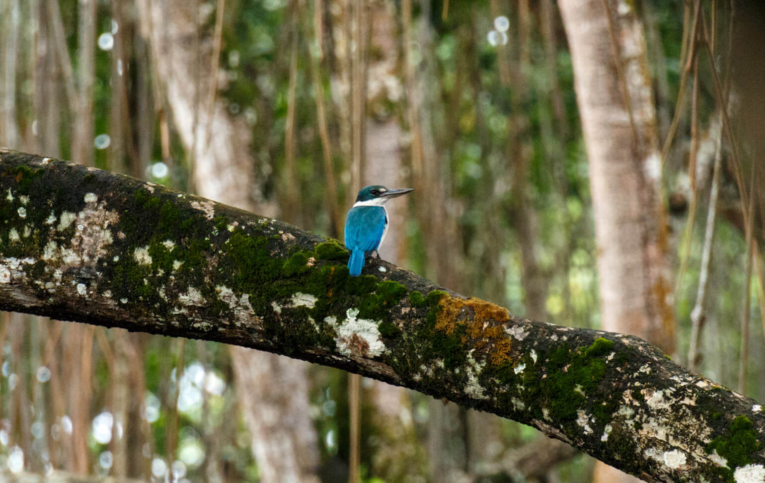 Brunei River safari