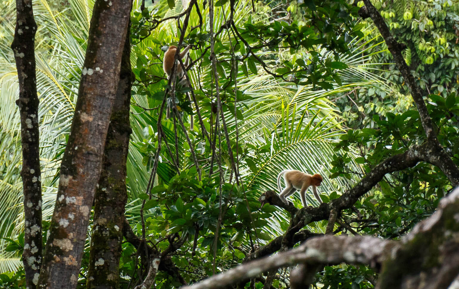 Brunei River safari
