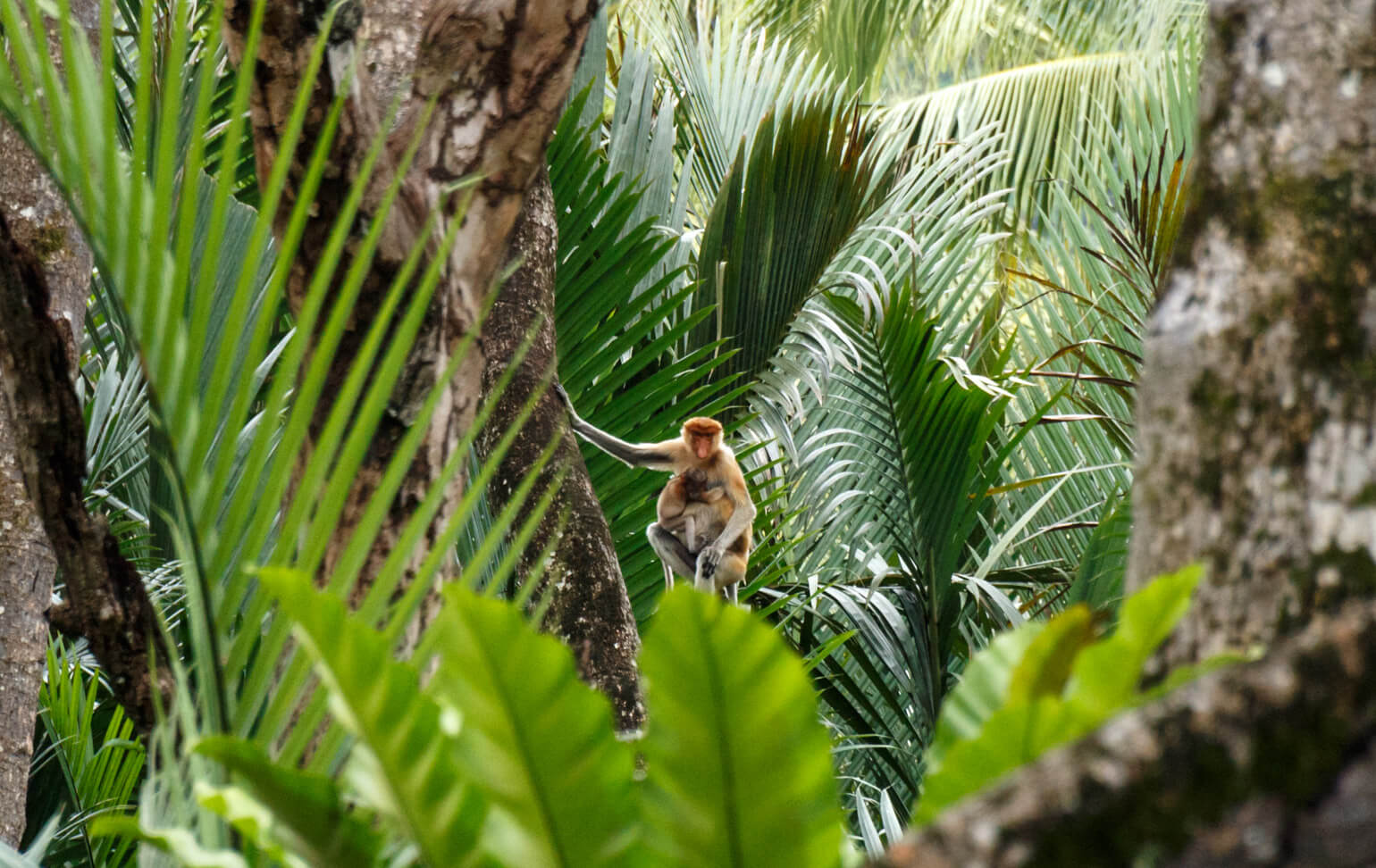 Brunei River safari
