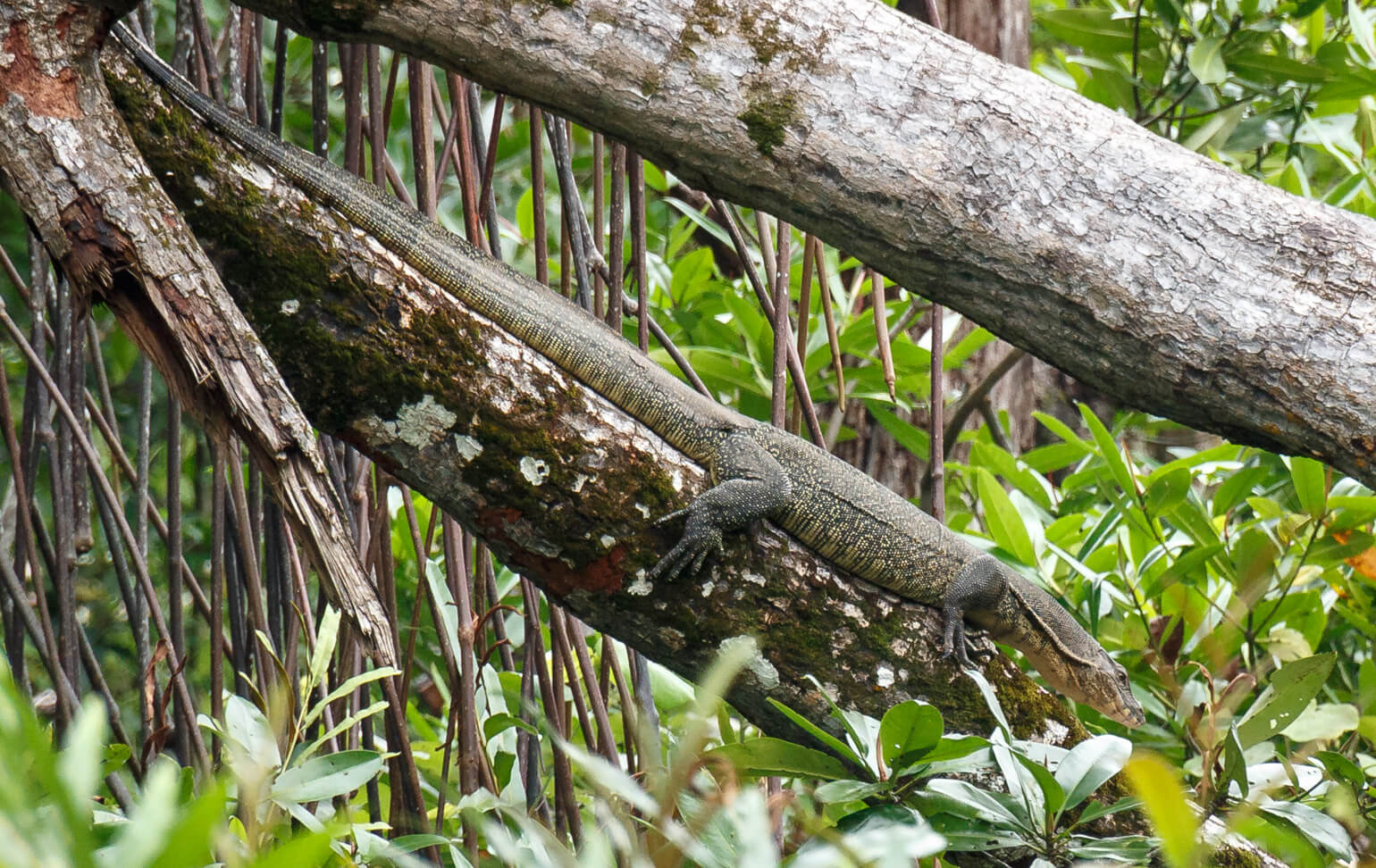 Brunei River safari