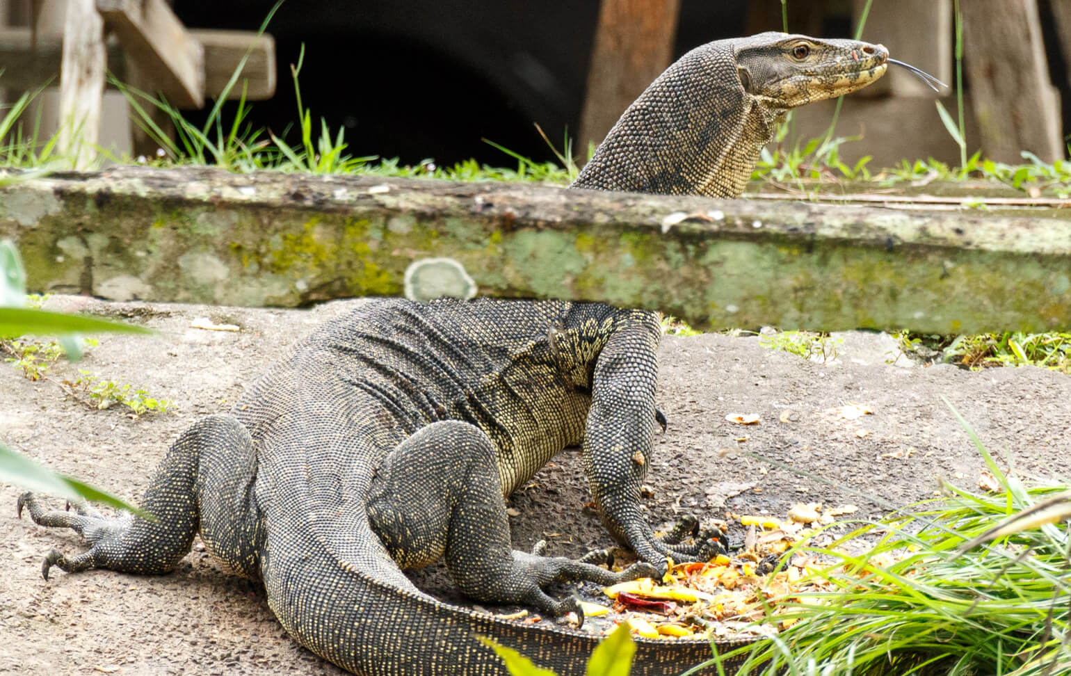 Brunei River safari