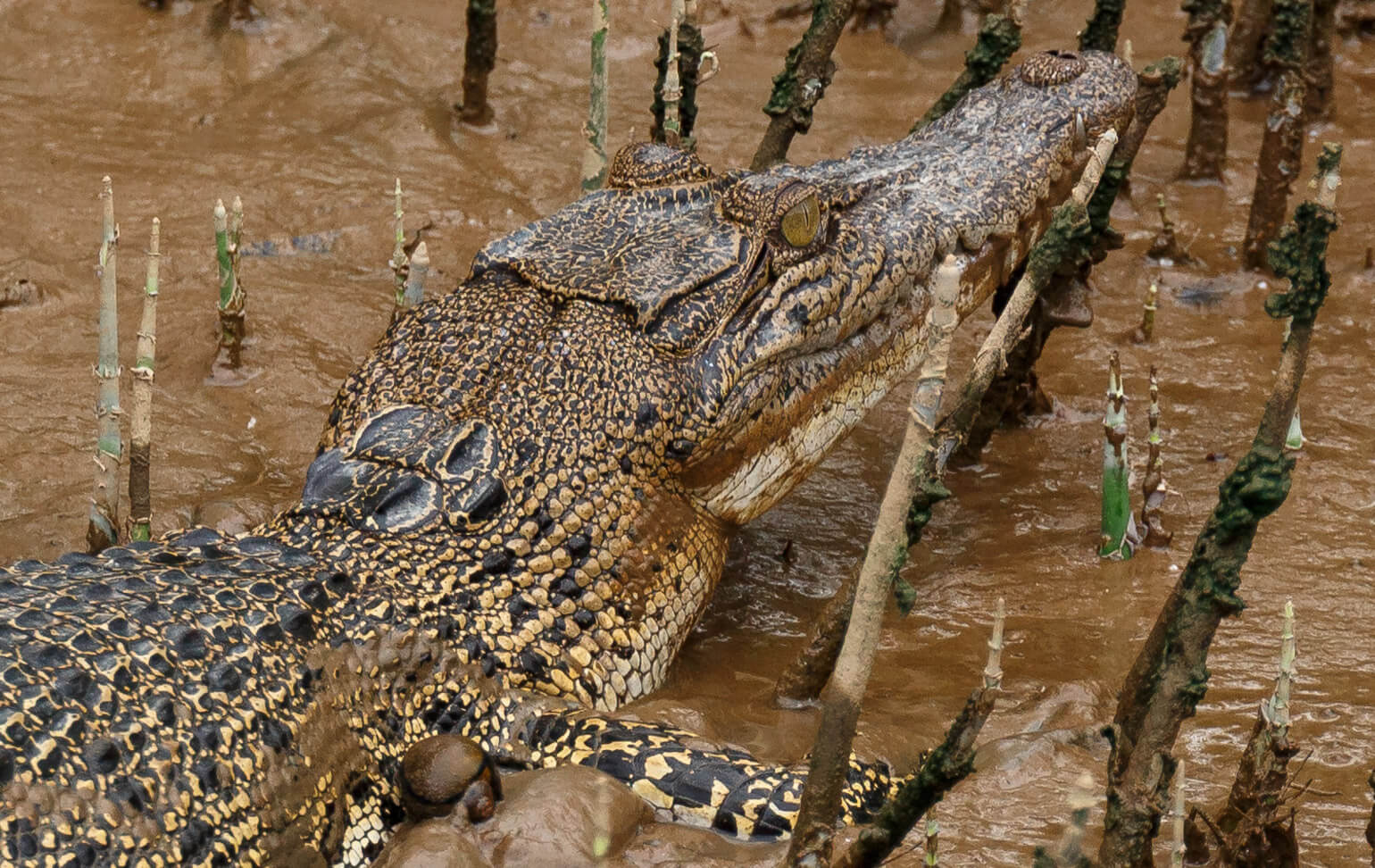 Brunei River safari