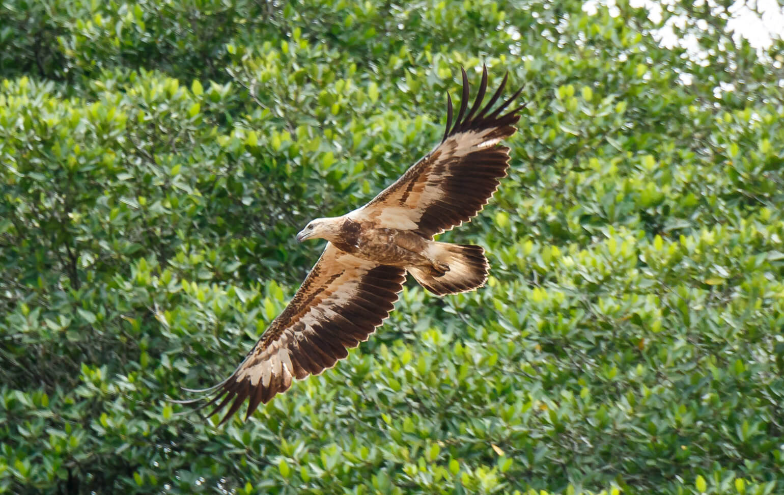 Brunei River safari