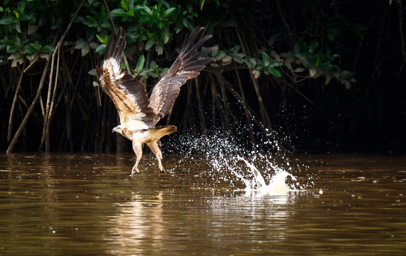 Brunei River safari
