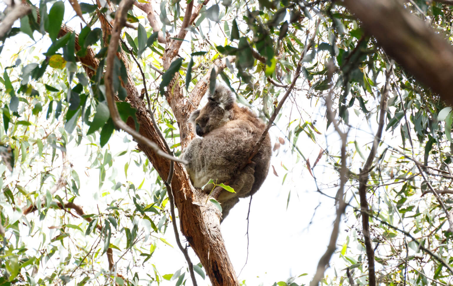 A koala on French Island