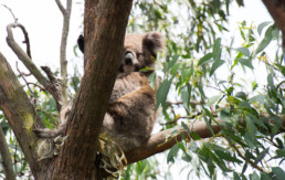 A koala on French Island
