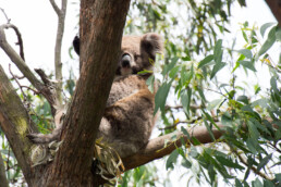 A koala on French Island