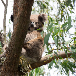 A koala on French Island
