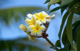 Flowers in Nauru