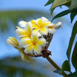 Flowers in Nauru