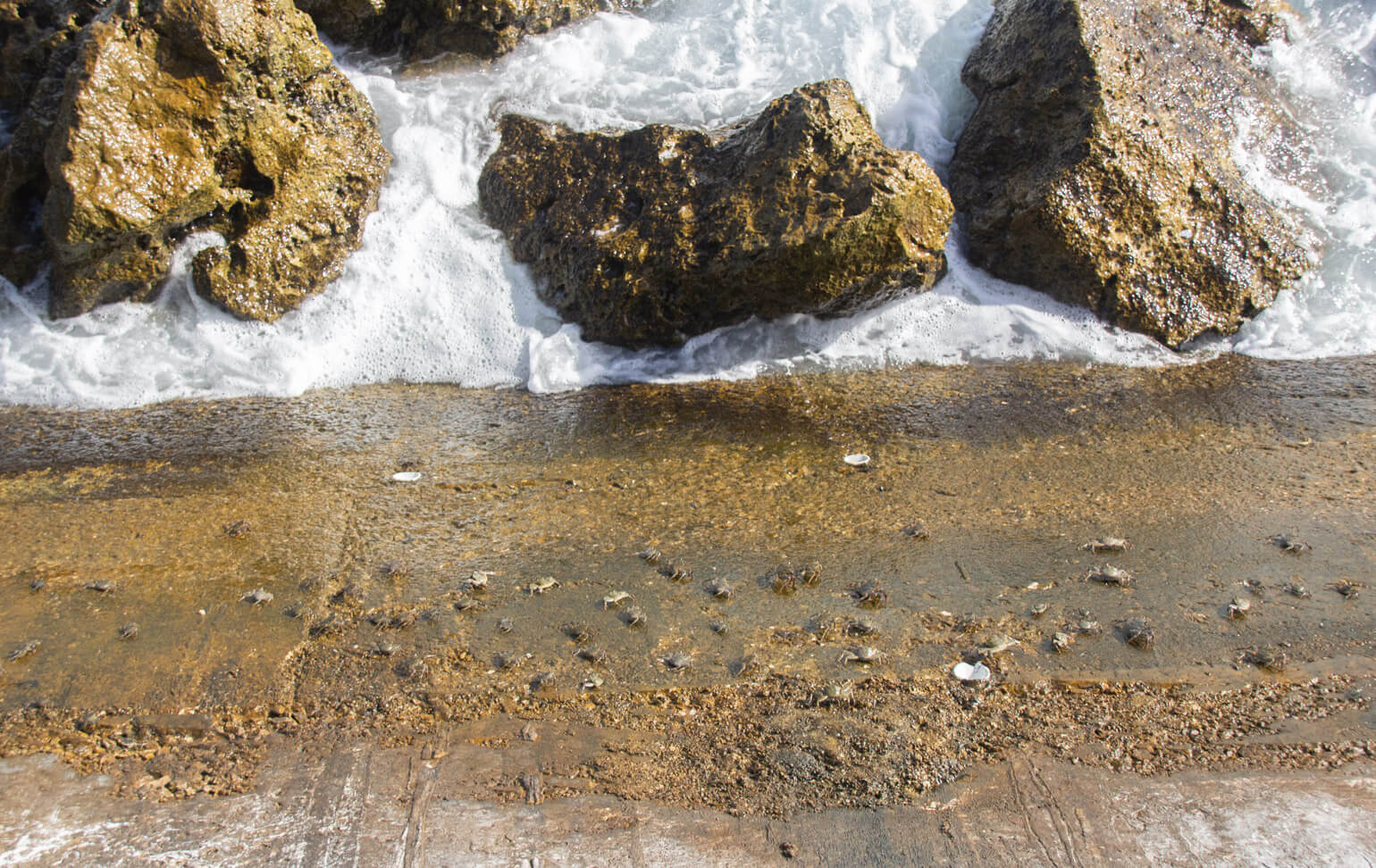 Crabs in Nauru.