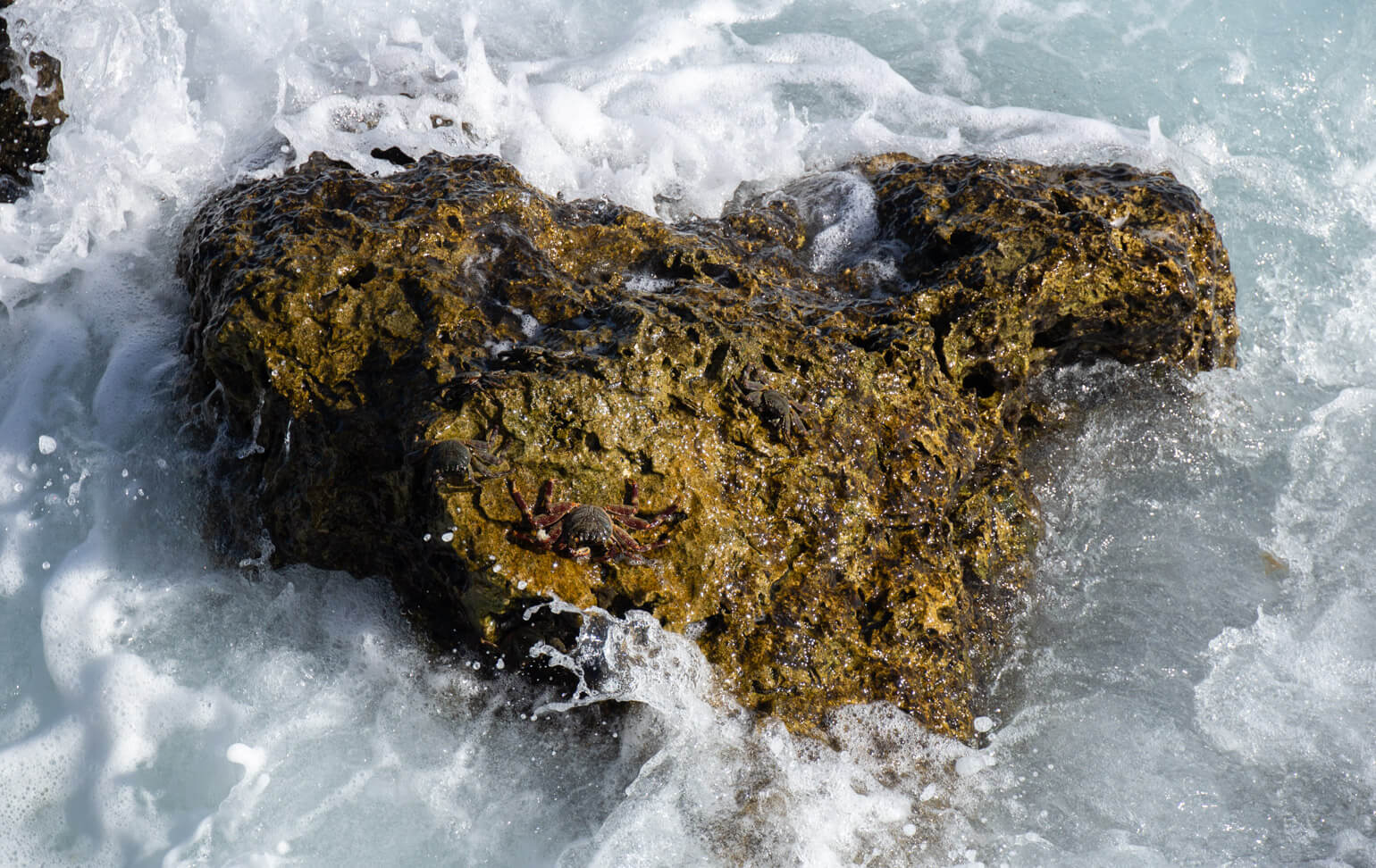 Crabs on a rock in Nauru.