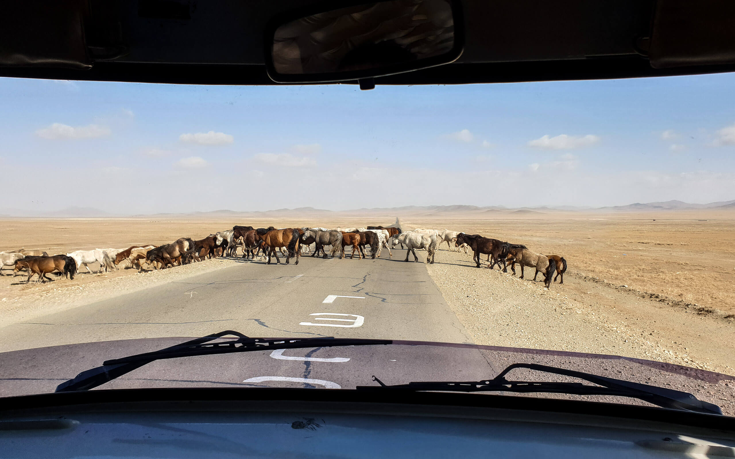 Horses crossing the road in Mongolia