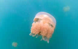 Jellyfish Lake, Palau