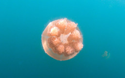 Jellyfish Lake, Palau