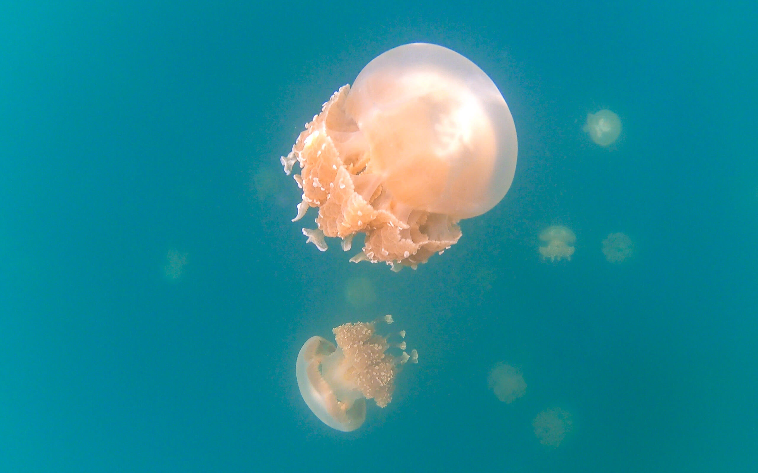 Jellyfish Lake, Palau
