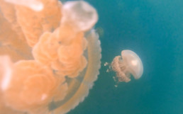 Jellyfish Lake, Palau