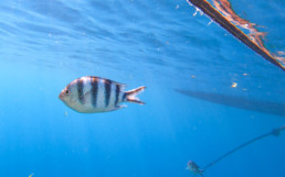 Snorkelling in the Rock Islands, Palau